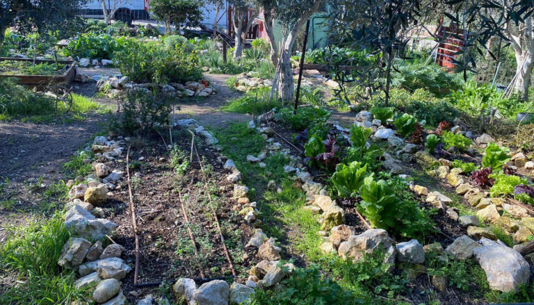 לגדל אדמה בריאה גם בחצר הבית